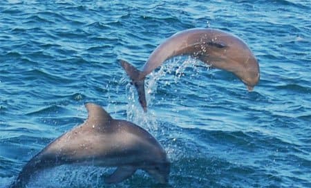 Things To Do https://30aescapes.icnd-cdn.com/images/thingstodo/destin dolphin watch cruise.jpg